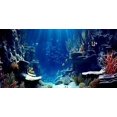 thumbnail image 5 of 30X18IN Blue Sea Floor Aquarium Background, Natural Underwater World 3D Effect Fish Tank Decorations Background, Art Terrarium Background with 8 EVA Double-Sided Tape, 5 of 5