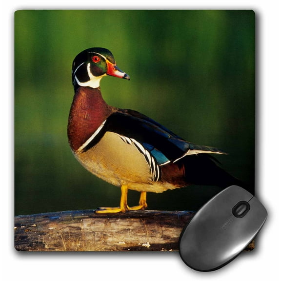 3dRose, Wood Duck, Aix sponsa, male on log in wetland, Marion County, Illinois, MousePad