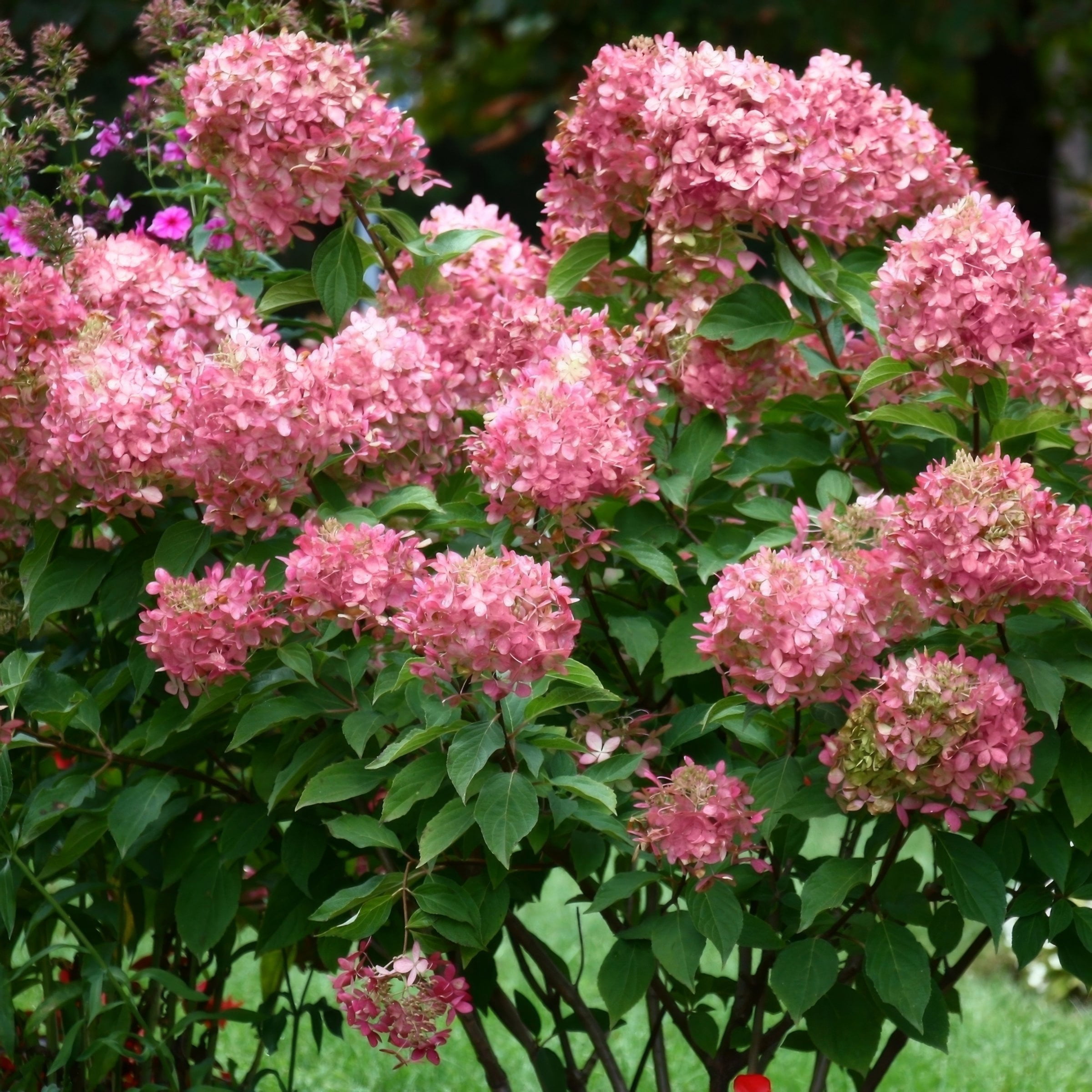 1 gal. Hydrangea Limelight Shrub with White Flowers