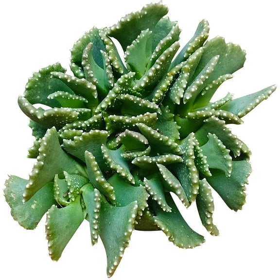 Giant Jewel Plant - (2"  Plastic Pot) - Aloinopsis malherbei - Tiny, Lovely, Easy to Care Succulent - Live Succulent for Home Office - Rare Succulent