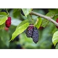 thumbnail image 6 of Organic Black Mulberries, 3 Pounds - Non-GMO, Raw, Vegan - by Food to Live, 6 of 7