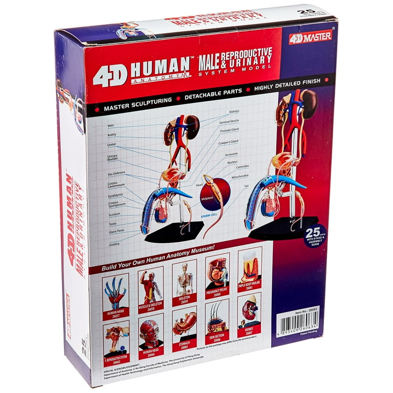 Famemaster 4D-Vision Human Male Reproductive Anatomy Model - Body