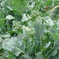 thumbnail image 2 of 1200+ Broccoli Raab Rapini Seeds | Organic Non-GMO | Fresh Garden Seeds USA, 2 of 3
