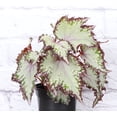thumbnail image 3 of Live Rex Begonia Plant - 4" Plastic Hanging Pot - Black, 3 of 5