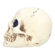 thumbnail image 3 of Adornos de calavera, adornos de calavera, adornos de calavera de diamantes de imitación de calavera de Halloween ligeros y vívidos, rendimiento de alta gama, 3 of 8