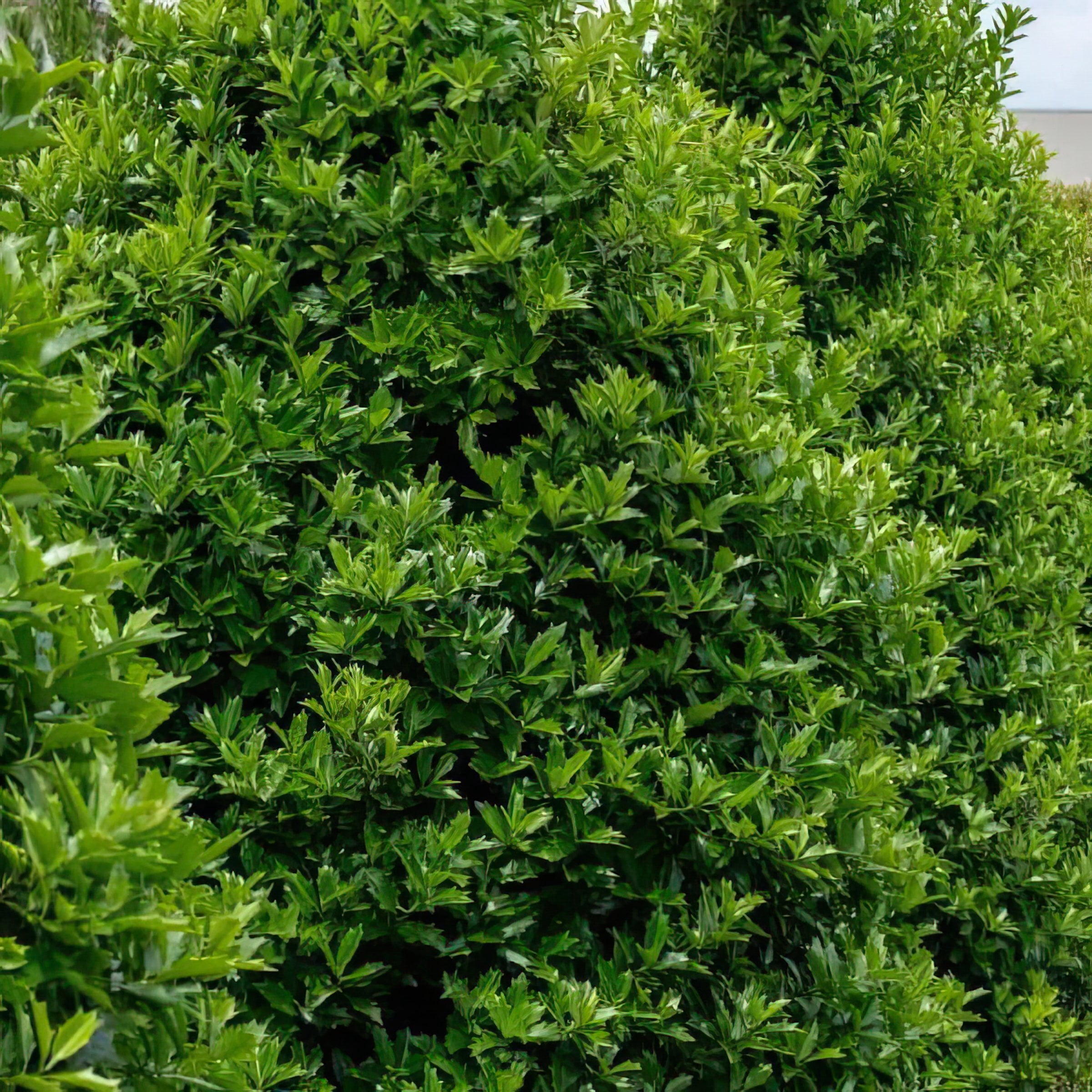 2 gal Oakland Holly Live Shrub with Full Sunlight Conditions