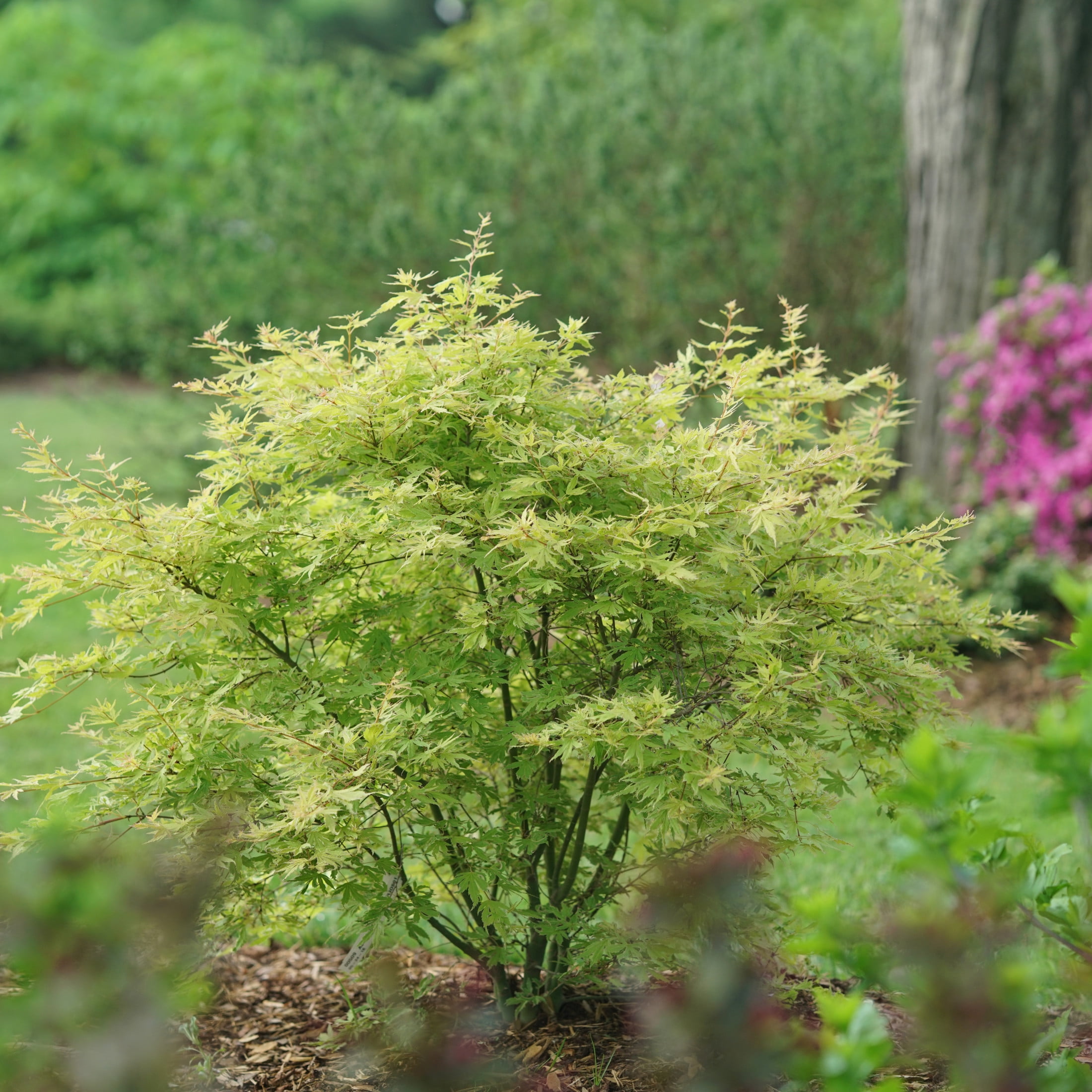 Proven Winners ColorChoice 5" Metamorphosa Japanese Maple Live Plant in 4.5" Pot (4 Count)