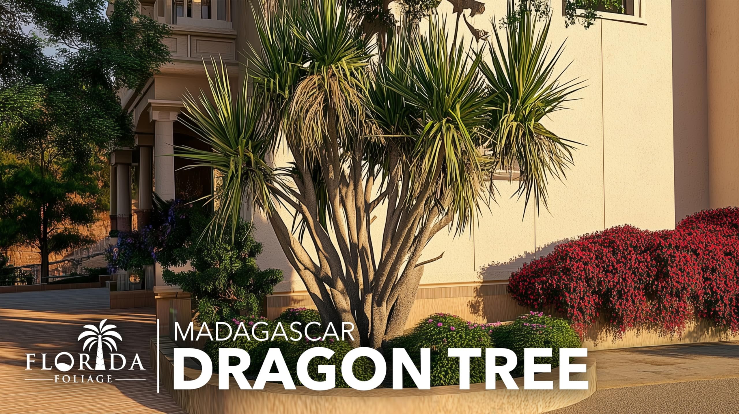 Madagascar Dragon Tree  Extra Large 3 Gallon Tree  Large Beautiful Florist Quality House Plant  Air Purifying Exotic Indoor Plant  Perfect for Home and Office Decor