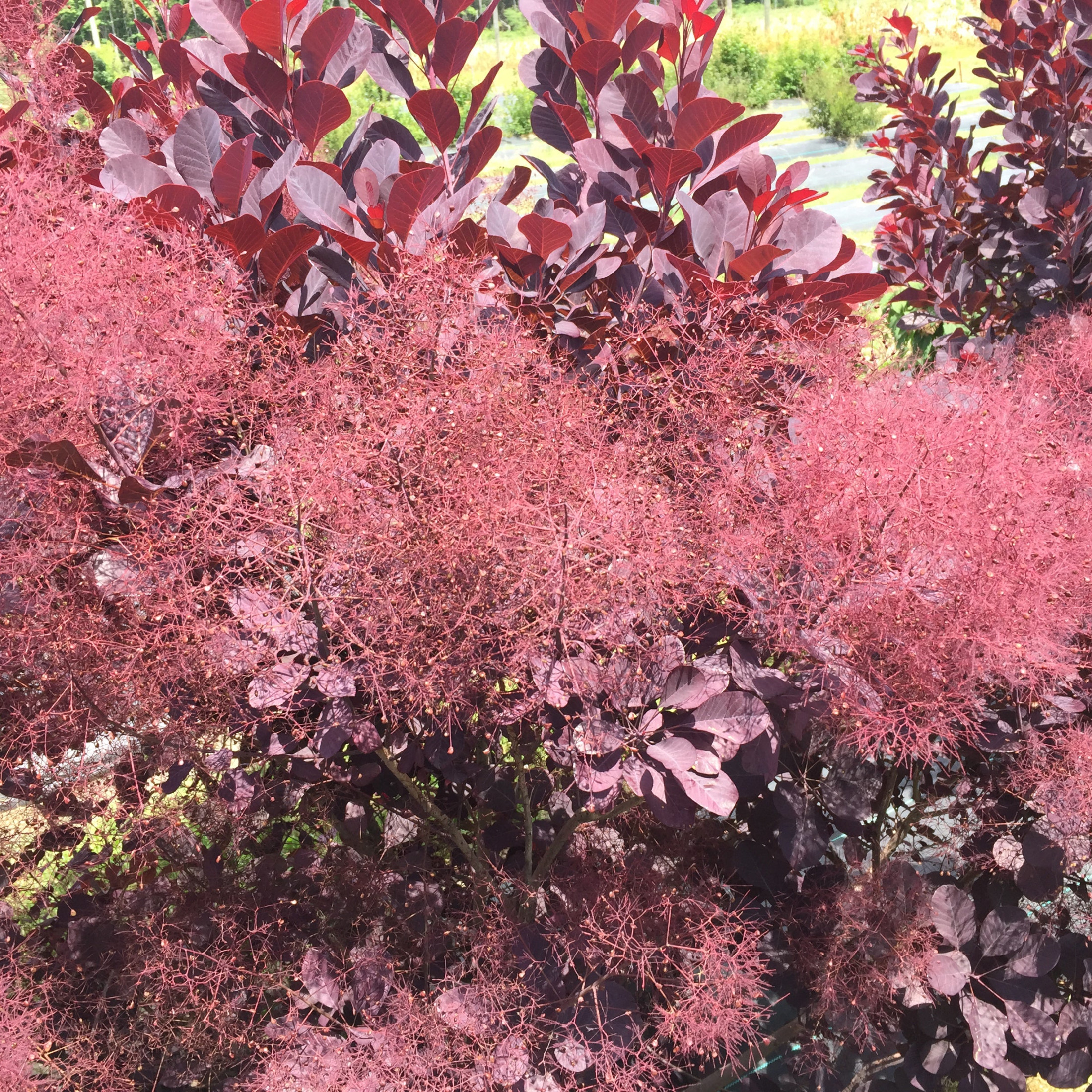 Proven Winners ColorChoice 6" Pink Winecraft Black Smokebush Live Plant in 7.5" Pot