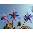 thumbnail image 2 of TomorrowSeeds - Borage Seeds - 200+ Count - For 2026 Planting Starflower Blue Purple Flower Tailwort, 2 of 9