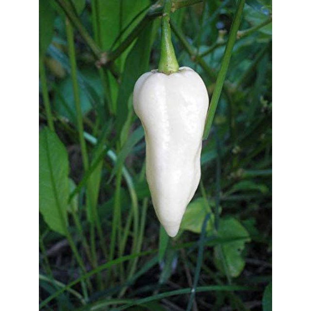 KVITER Bhut Jolokia, White Ghost Chili Pepper, World's Hottest Pepper