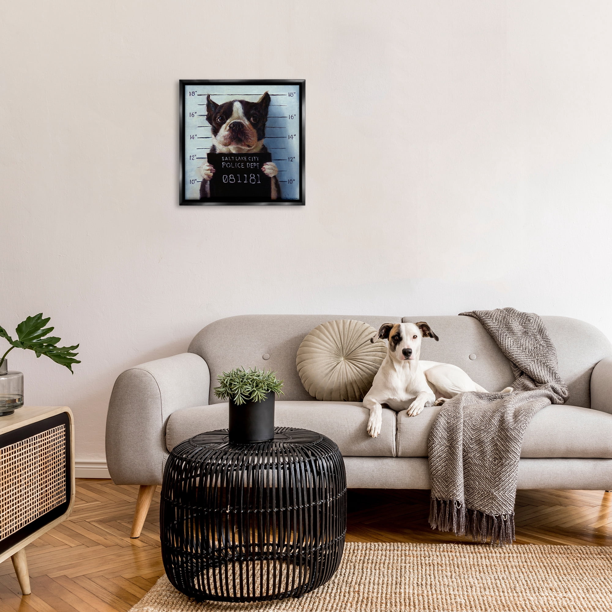 Stupell Industries Boston Terrier Jail Convicted Mugshot Animals & Insects Painting Black Floater Framed Canvas Art Print Wall Art, 25 x 25