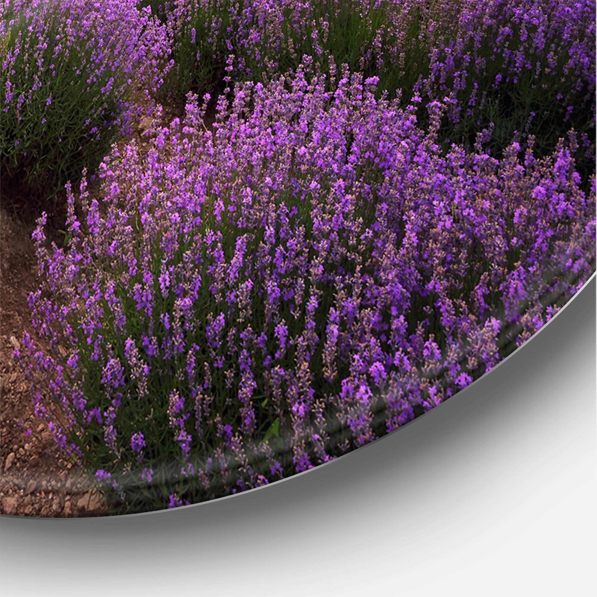 Designart 'Lavender Field At Sunrise III' Farmhouse Circle Metal Wall Art 36x36 - Disc of 36