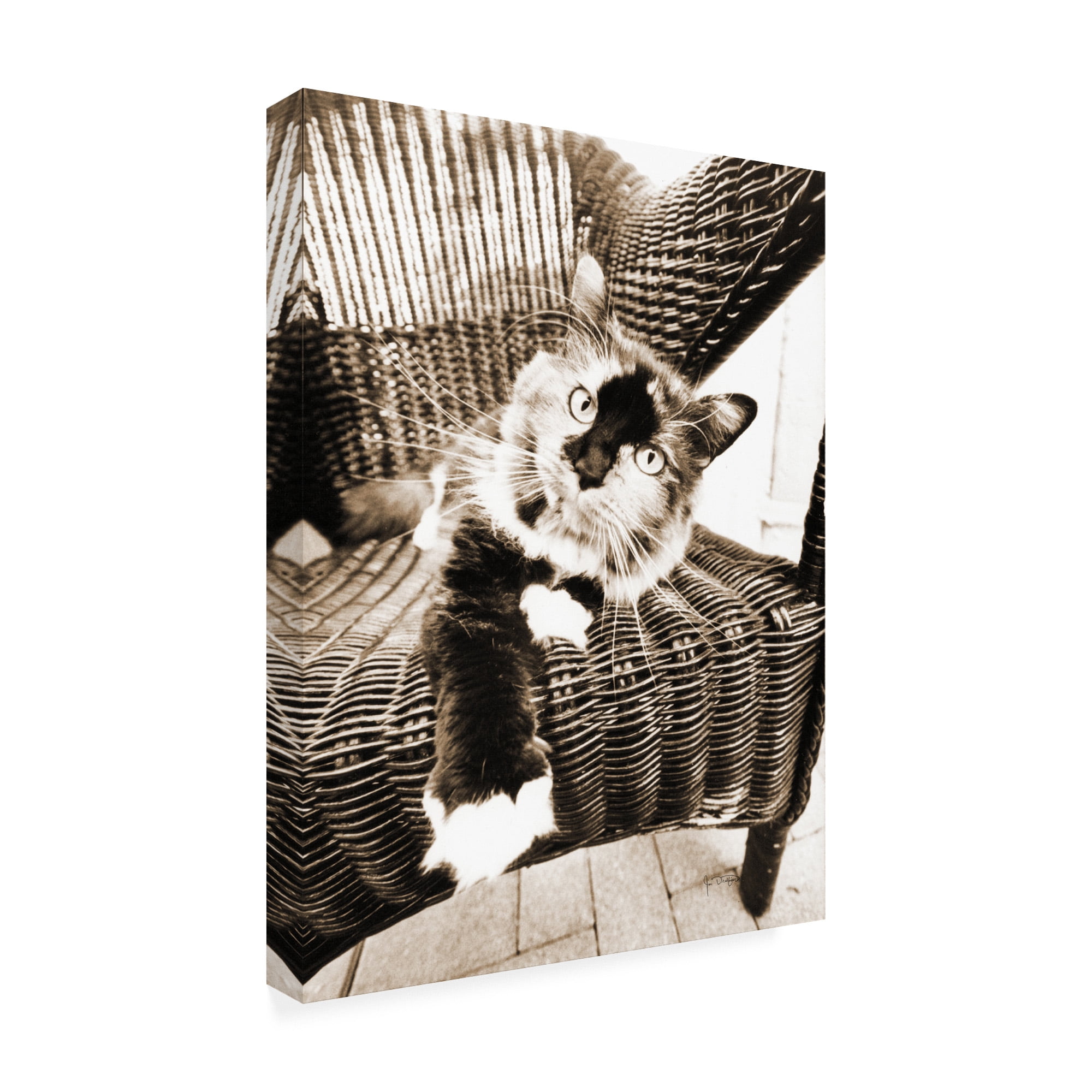 Trademark Fine Art 'Kitty IV' Canvas Art by Jim Dratfield