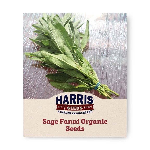Harris Seeds Fanni Organic Sage, Gray Leaf Culinary Herb for Indoor and Outdoor Gardens, 250 Count