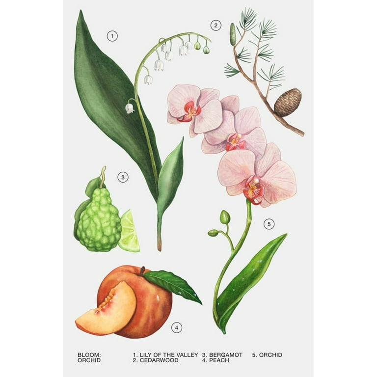 Perfume Zara Orchid + Zara Gardenia