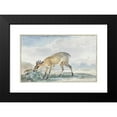 thumbnail image 2 of Aert Schouman 24x17 Black Modern Framed Museum Art Print Titled - Guinees Juffbokje or Sylvicapra Grimmia (1765), 2 of 5
