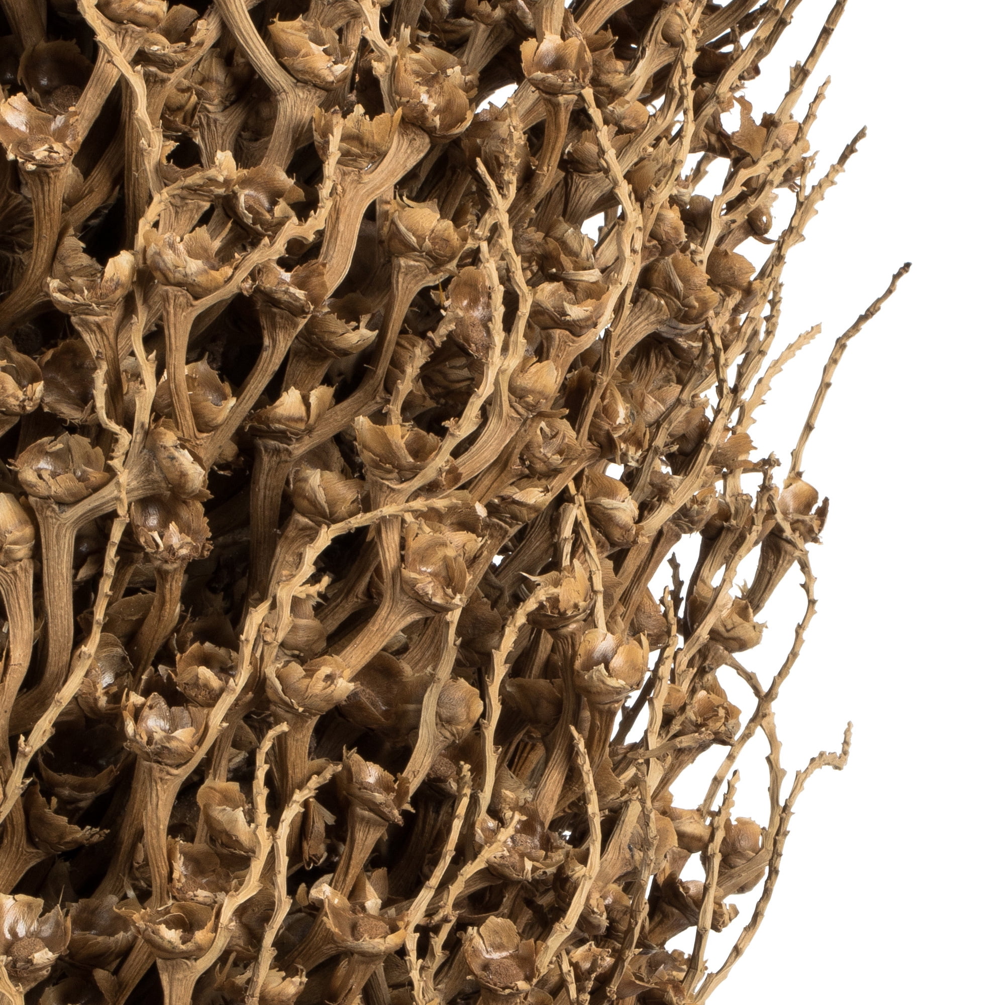 Vickerman 22 x 7" avg Natural Olympia Seed Pod, 1 piece, Dried