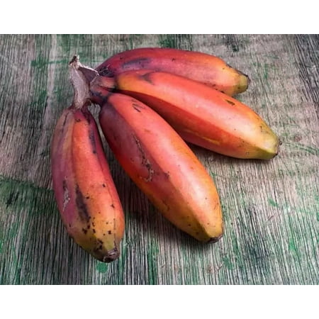 Cuban Red Banana - Live Plant