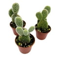 thumbnail image 5 of White Bunny Ears Cactus, 2 inch Set of 3, Opuntia microdasys, Angel's Wings Tiny Mini Pixie Plants, 5 of 8