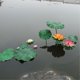 thumbnail image 2 of Almohadilla flotante de hojas de loto de simulación artificial para estanque, decoración de fiestas en el jardín, 2 of 2