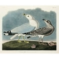 thumbnail image 3 of Audubon, John James 24x20 Black Modern Framed Museum Art Print Titled - Common American Gull, 3 of 5
