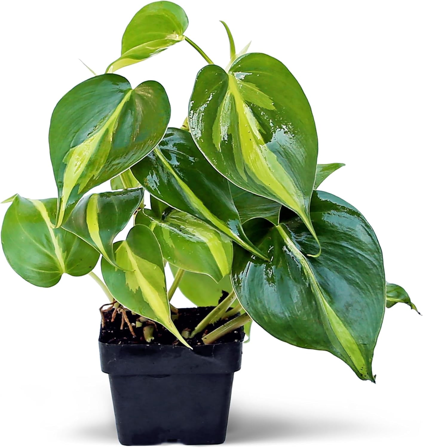 6 Pack Live Brazilian Philodendron Scandens Brazil, Philodendron Live Plant Bundle in 3 Inch Pots, Philodendron Brasil Houseplants, Variegated Indoor Live Plants