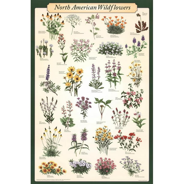 North American Wildflowers Educational Science Chart ...