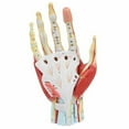 thumbnail image 2 of Axis Scientific Anatomy Model of Hand with Muscles, Ligaments, Nerves, Arteries, 7 Removable and Numbered Parts Show Internal Hand Detail and Structure, Includes Product Manual and 3 Year Warranty, 2 of 12