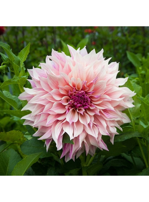 Dahlia Bulbs in Plant Bulbs