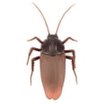 thumbnail image 4 of Juguete de cucaracha falsa con control remoto por infrarrojos, insectos, truco divertido y aterrador para niños, 4 of 15