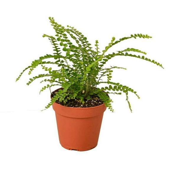 House Plant 6-FERN-LEMON.BUTTON Lemon Button Fern Plant in 6 in. Pot
