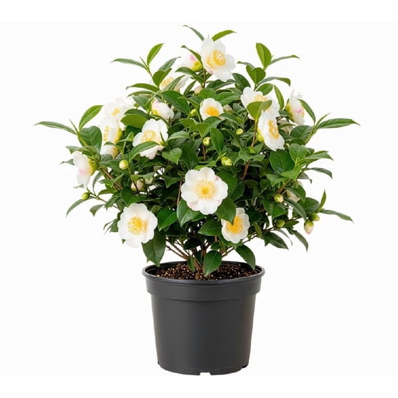 Tea Plant Starter Plant, Camellia Sinensis, Ships Bare Root, No Pot, Partial Sun, USDA Zones 7-9