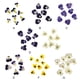 thumbnail image 3 of Injueey 12 Pieces Dried Flower Crafts Simple Flowers Make Exquisite Handicrafts Adornment DIY Makeup Accessories Pressed Craft Type6 NO6, 3 of 6