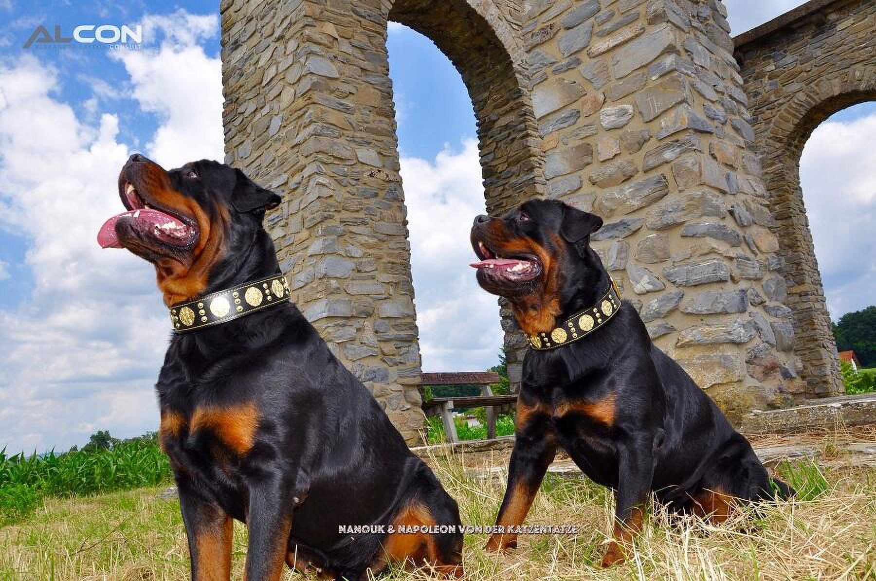 The Maximus Black/Gold Leather Dog Collar for Large Dog Breeds