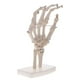thumbnail image 2 of 1: 1 Tamaño Natural Modelo de Articulación de Hombro con Ligamento de Mano Juguete de Aprendizaje de Anatomía Escolar, 2 of 5