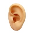thumbnail image 2 of Modelo de oreja de silicona Artificial falso flexible para pendientes Simulación de exhibición para exhibición de fotografía Show Tool de enseñanza Oreja derecha, 2 of 8