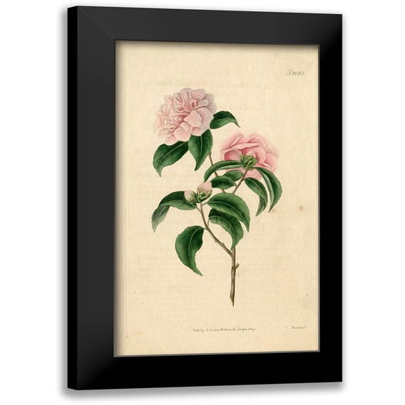 Pink Rose 10x14 Black Modern Framed Museum Art Print Titled - Art Licensing Studio