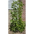 thumbnail image 2 of Bean Tower, Efficient Vertical Planting System for Beans, Peas and Climbing Plants, Space-Saving, Durable, Easy to Assemble Garden Trellis, 6' 3" H, 2 of 4