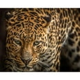 thumbnail image 2 of Ronin 14x12 Black Modern Framed Museum Art Print Titled - The Jaguar III, 2 of 4