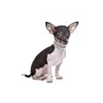 thumbnail image 3 of Mumup Rhinestones Dog Cat Collars with Bell Bling Pet Puppy Collars with Soft Velvet Crystal Collars Girl Jeweled Necklace, 3 of 4