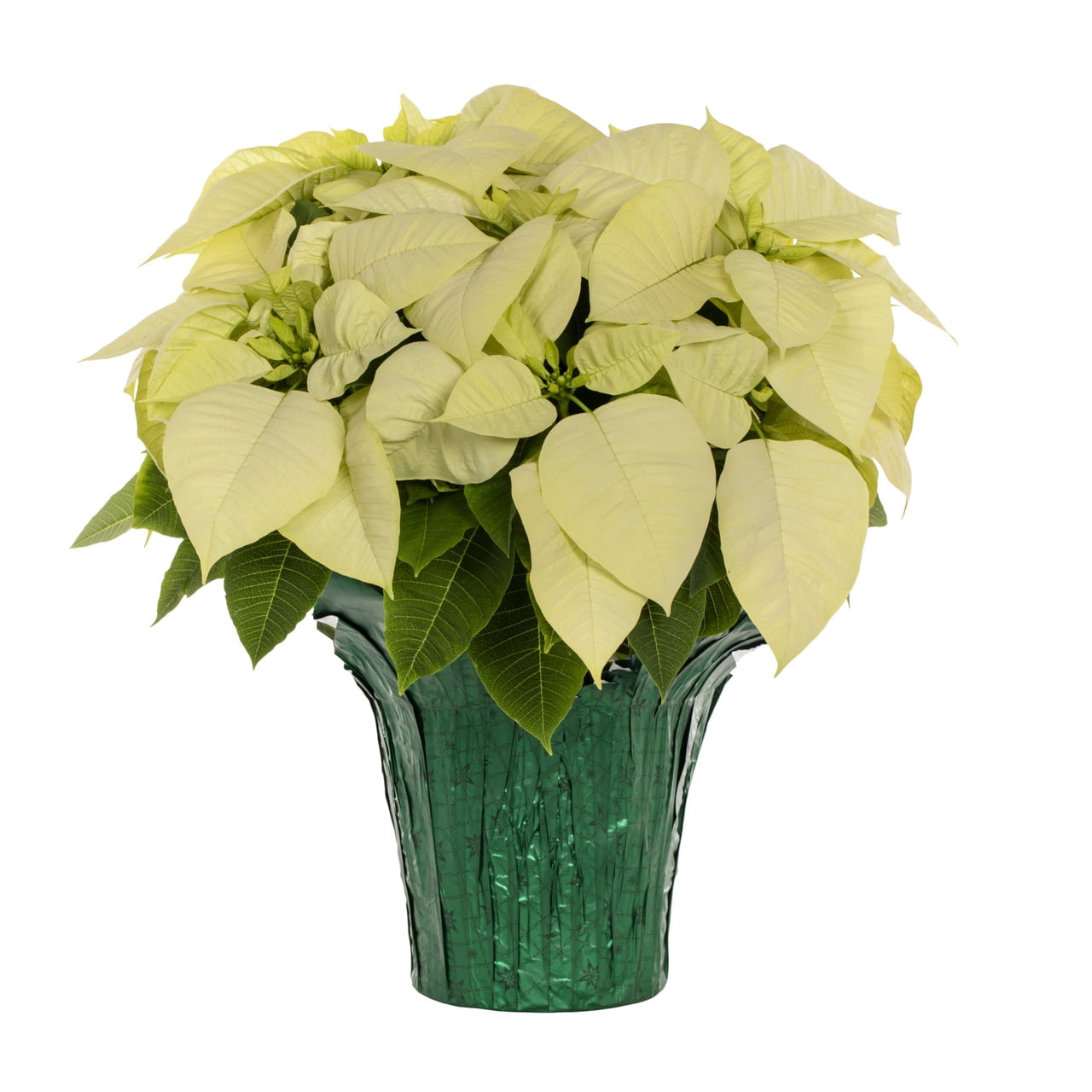 Holiday Time 1.5QT White Poinsettia Live Houseplant Green Foil Cover Indirect Sunlight 3 Pack