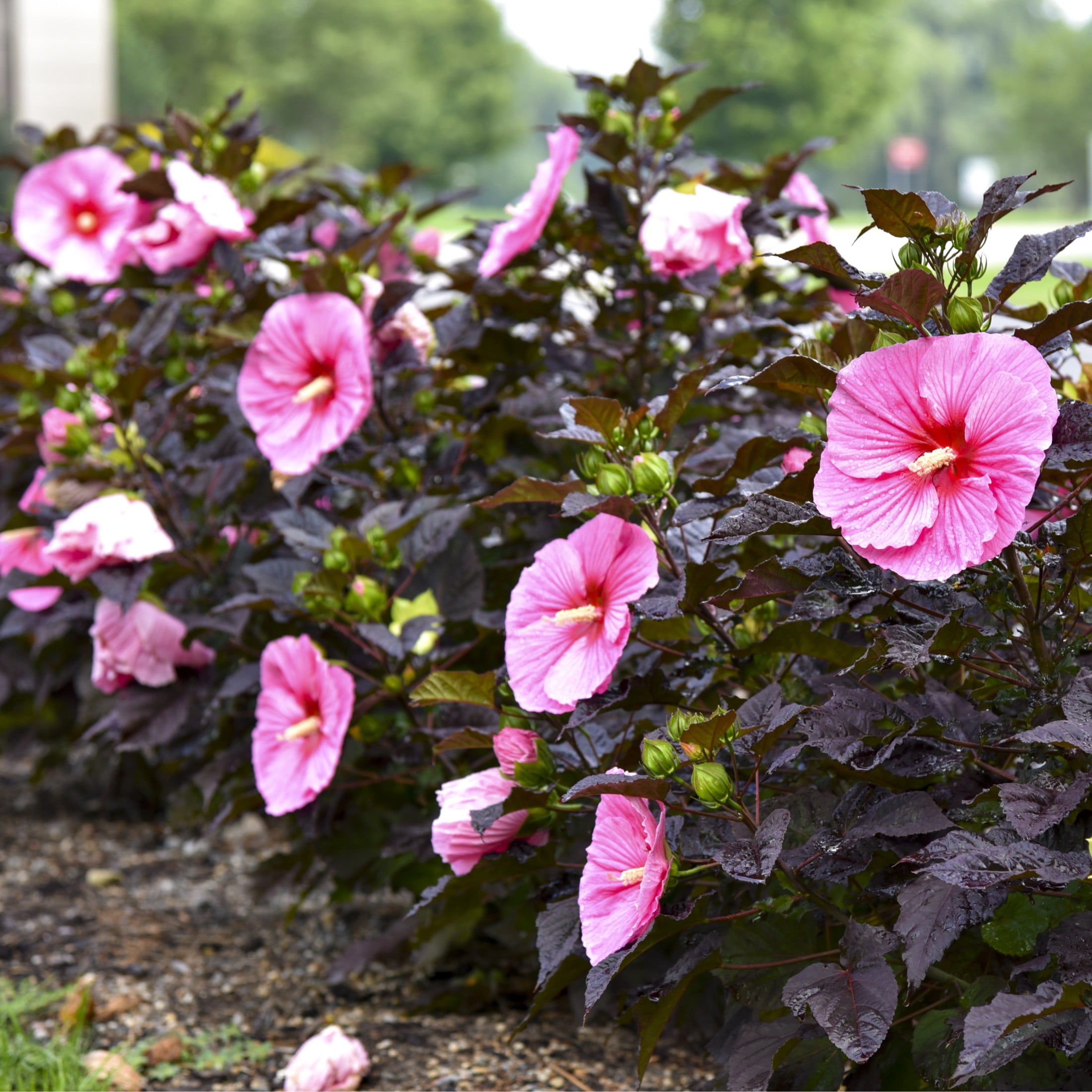 Proven Winners 18" Pink Summerific 'Edge of Night' Rose Mallow Live Plant in 8.88" Pot