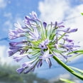 thumbnail image 3 of Perfect Plants 1 Gallon Blue Agapanthus Shrub, 3 of 8