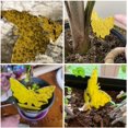 thumbnail image 3 of 40 Pack Fungus Gnat Traps for House Indoor Yellow Sticky Traps for Gnats Sticky Traps for Plants, Dual-Sided Fungus Gnat Sticky Traps Fruit Fly Traps for Indoors, 3 of 5