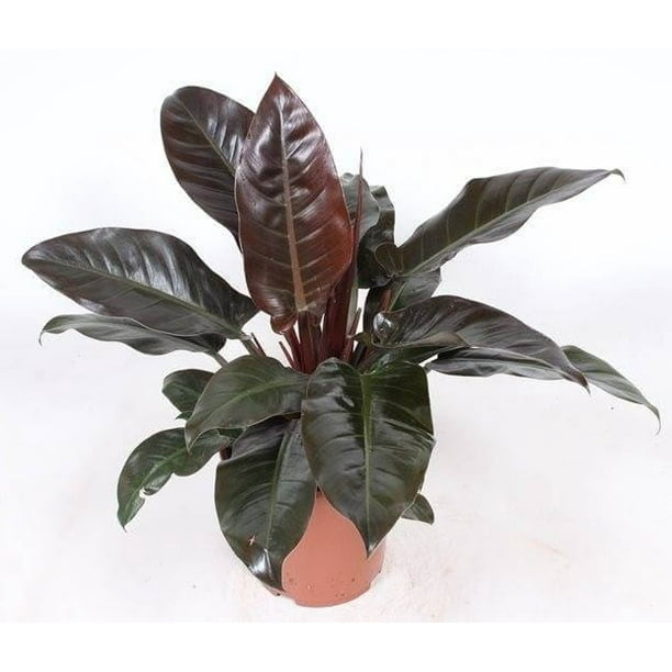 Imperial Red Philodendron - Easy to Grow Plant - 2.5" Walmart.com