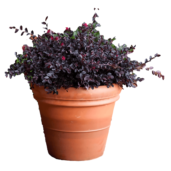 Dwarf Loropetalum – Compact Evergreen Shrub with Purple Foliage and Pink Blooms