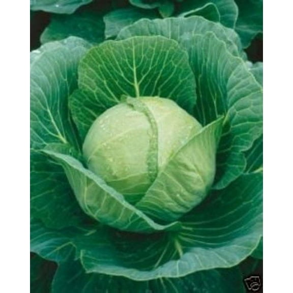 Cabbage Golden Acre Great Heirloom Vegetable BULK 20,000 Seeds