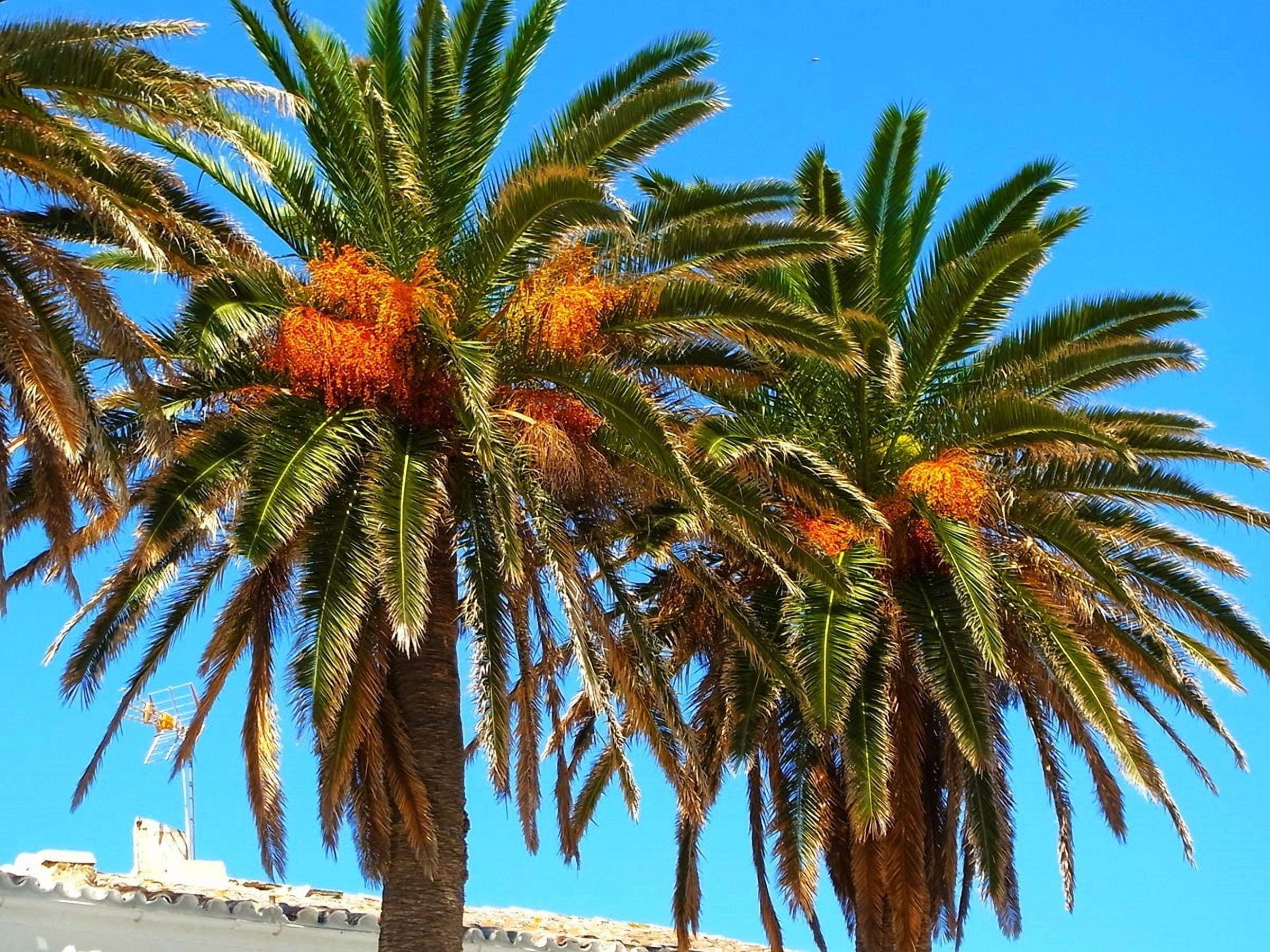 TomorrowSeeds Canary Island Date Palm Tree Seeds