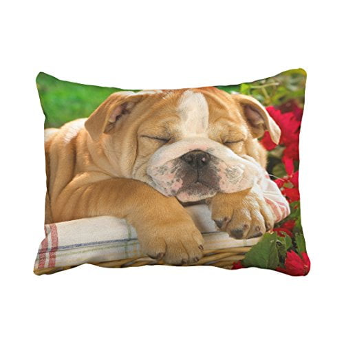 english bulldog crate size